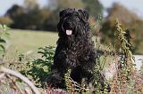 BOUVIER DES FLANDRES 329